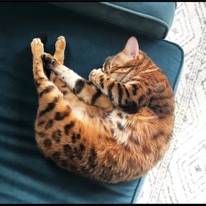 Meet your Posher, Samee